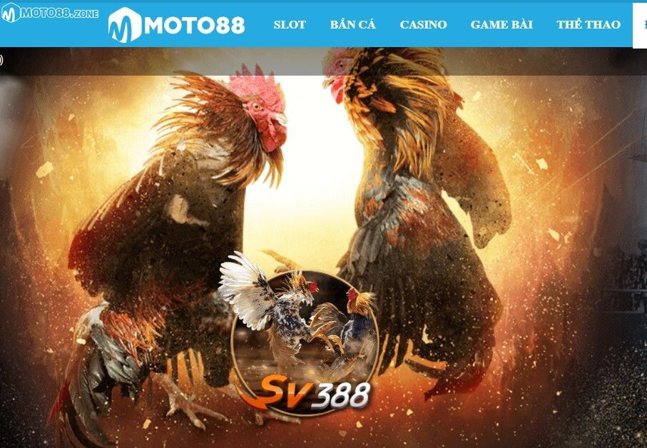 Chơi đá gà Moto88 như thế nào?