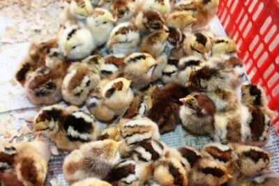 Gà lai chọi sọc – Thông tin về giống gà lai nhập khẩu